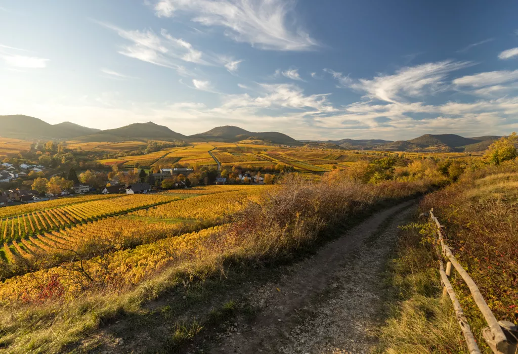 Herbstliches Weinland an der Kleinen Kalmit