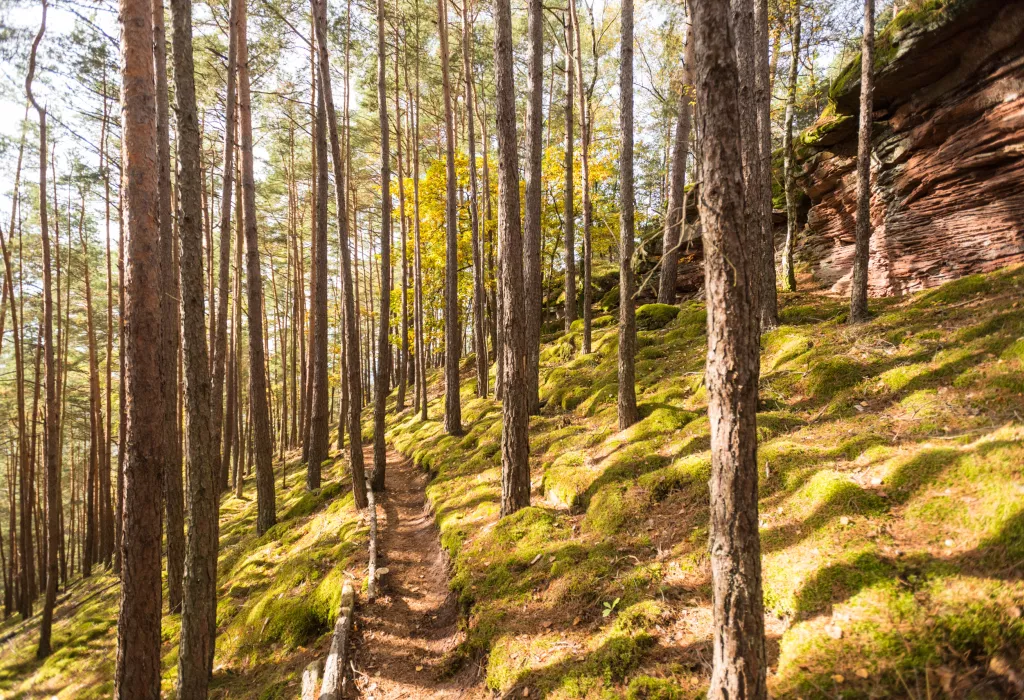 Goldener Kiefernwald auf dem Bären-Steig im Dahner Felsenland 