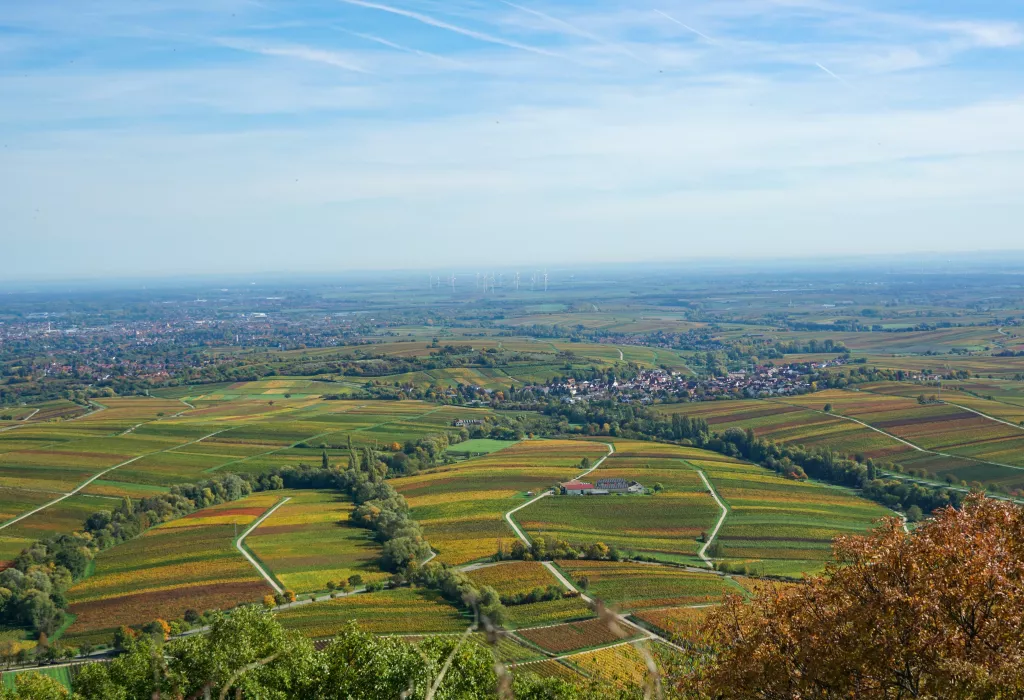 Weinberge in Landau-Land im Herbst