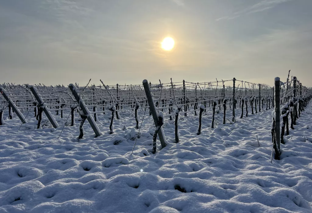 Winter im Weinland Pfalz