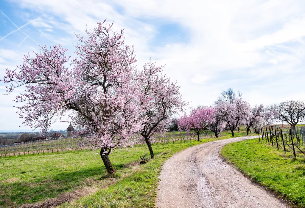Mandelblüte am Geilweilerhof