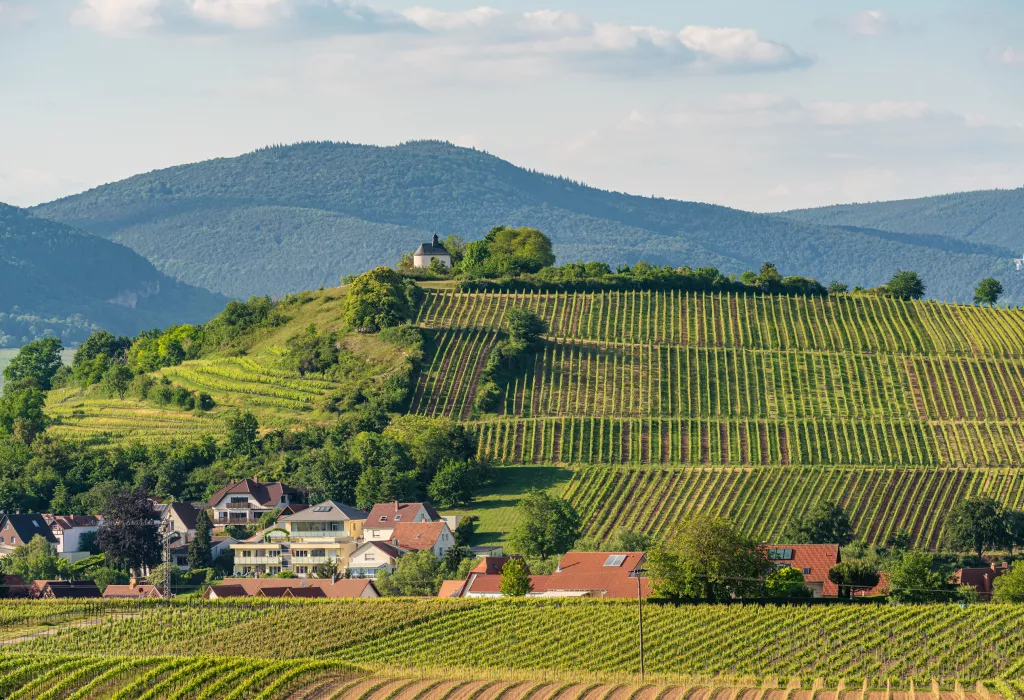 Kleine Kalmit im Frühling