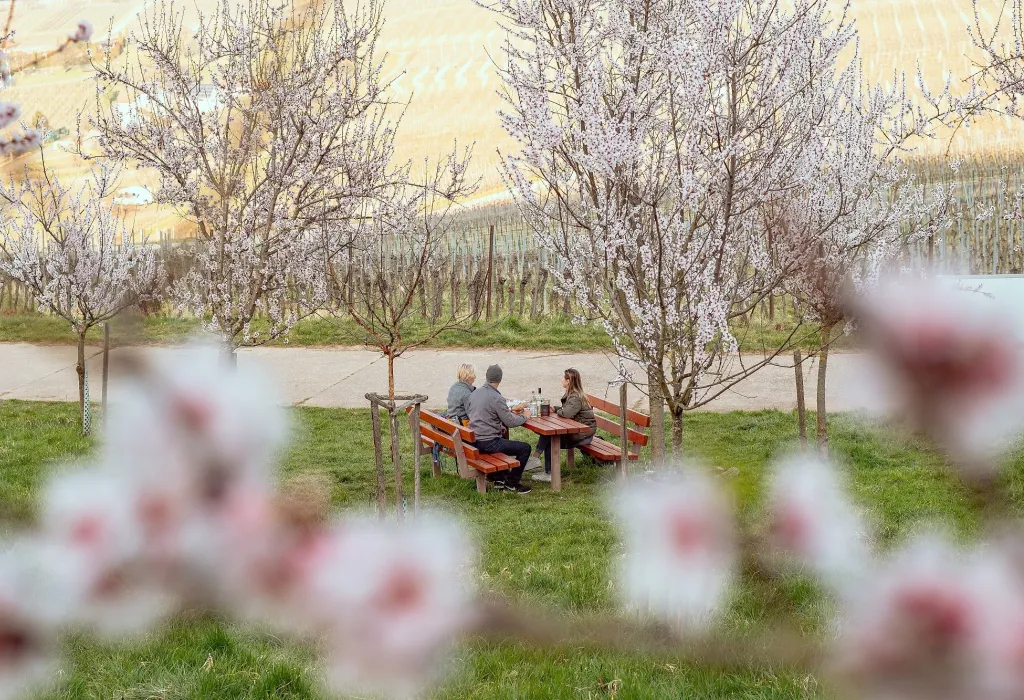 Ein gemütliches Picknick umgeben von Mandelbäumen in voller Blüte.
