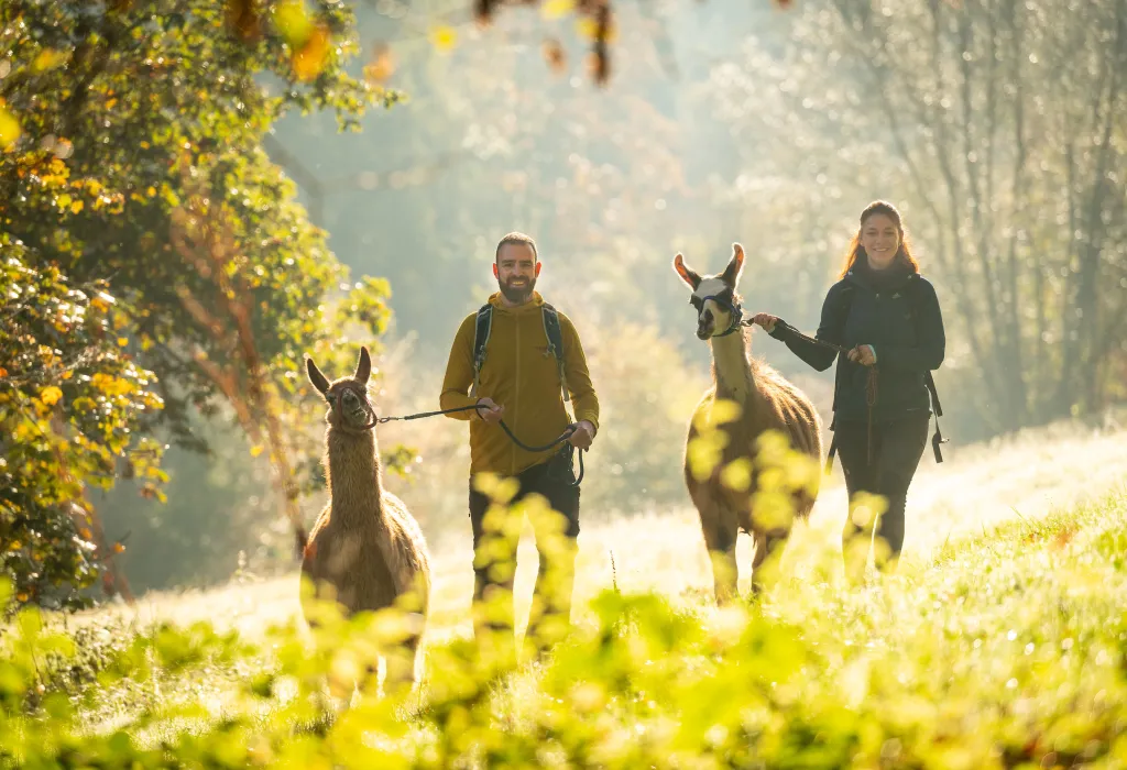 Zwei Personen mit Lamas im herbstlichen Pfälzer Wald.