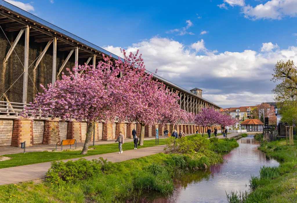 Menschen spazieren entlang des Weges am Gradierbau in Bad Dürkheim, während ringsum die rosafarbenen Mandelblüten blühen.