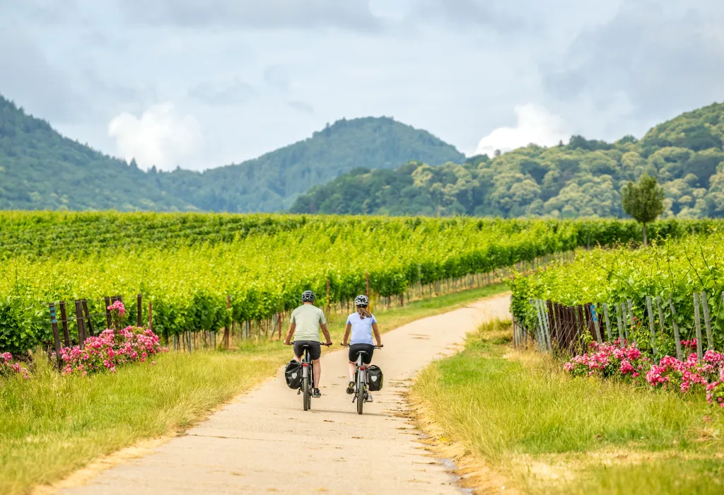 Zwei Personen fahren mit dem Rad auf der Weinlagen-Tour 
