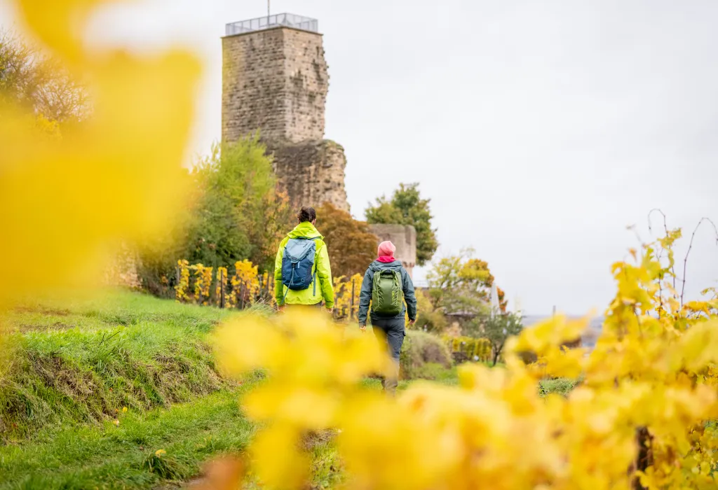 Zwei Personen wandern durch herbstlich goldene Weinberge hin zur Wachtenburg.