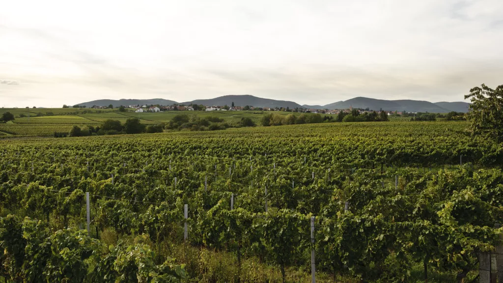 Wein vom eigenen Rebstock