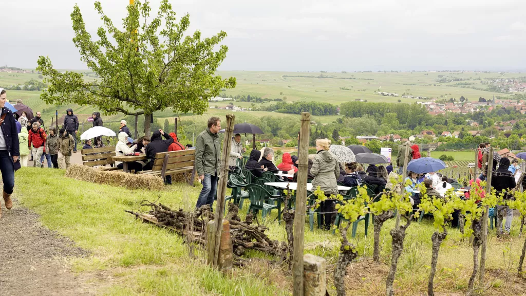 Schönstes Weinfest 2012: Birkweiler Weinfrühling