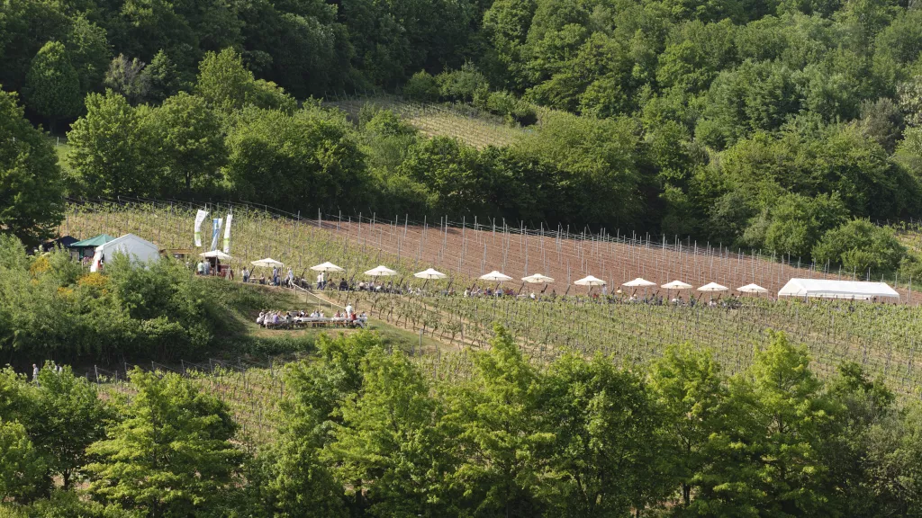 Schönstes Weinfest 2010: Weyherer Weinpanorama