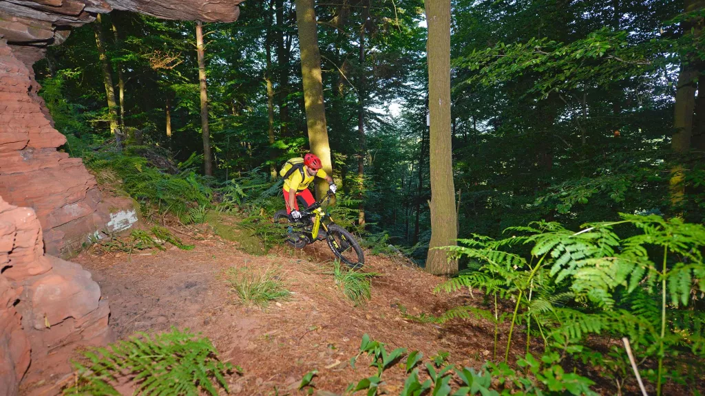 Mountainbiken im Pfälzerwald