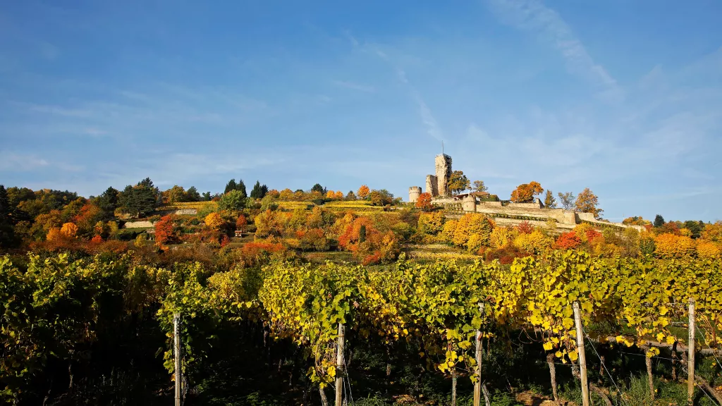 Wachtenburg - Schönste Weinsicht - Foto: Melanie Hubach