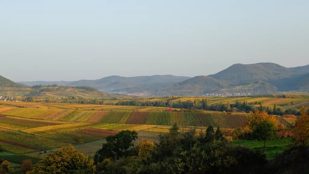 Pfälzer Weinberge im Herbst