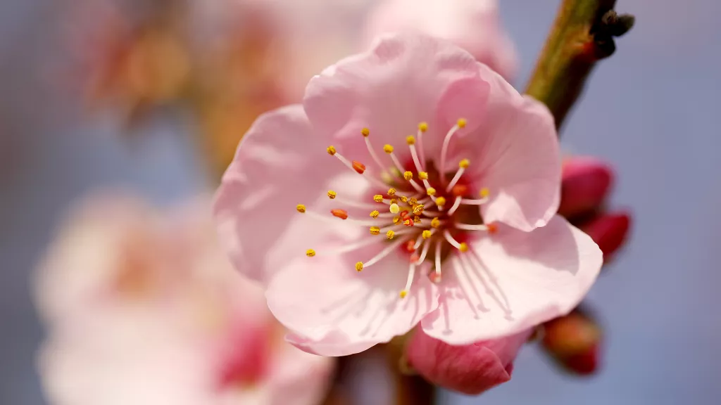 Veranstaltungen und Führungen zur Mandelblüte