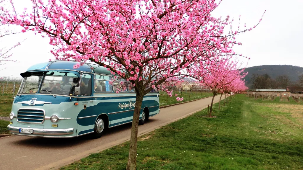 Der Oldtimer Bus unter blühenden Mandelbäumen