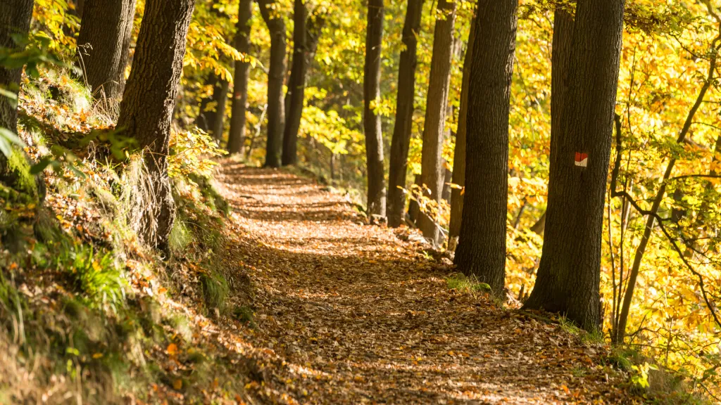 Pfälzer Weinsteig bei Neustadt