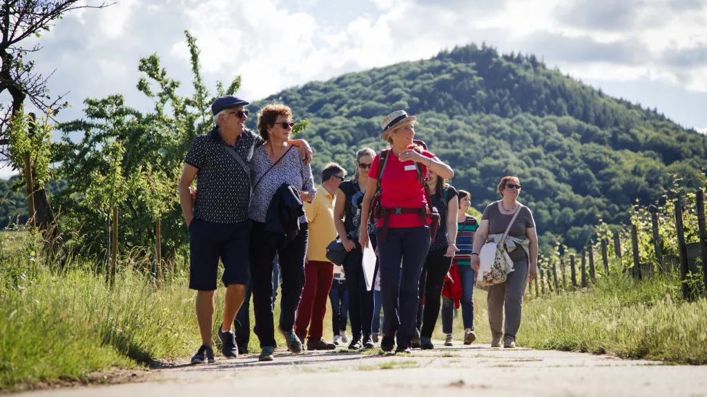 Geführte Wandergruppe durch Weinberge bei Leinsweiler