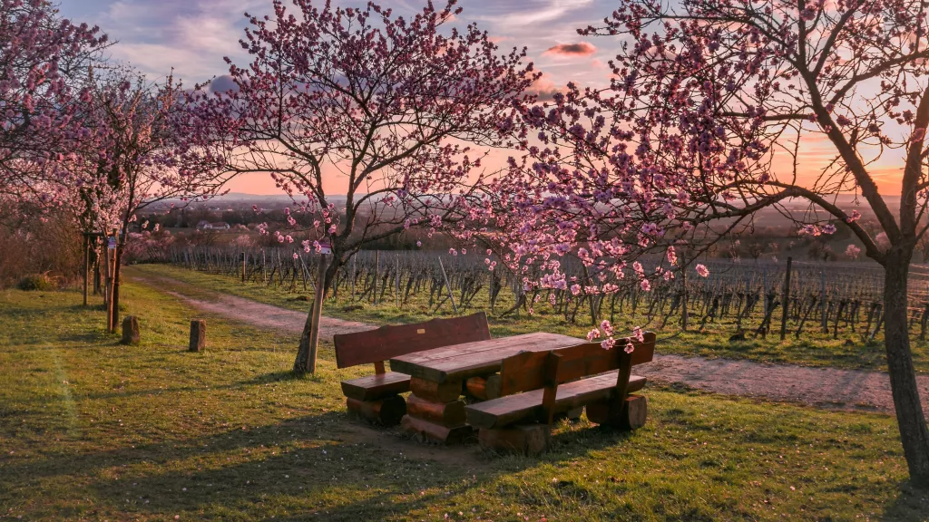 Die Mandelblüte in der Pfalz