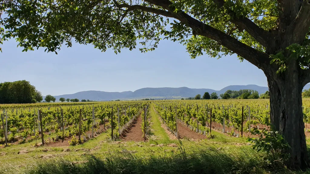 Roadtrip entlang der Deutschen Weinstraße