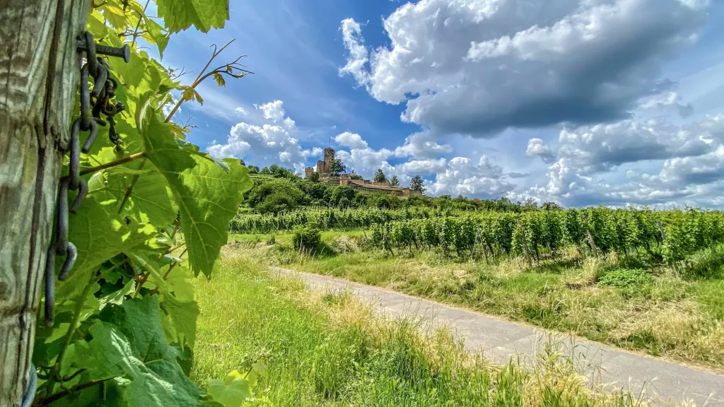 Blick auf die Wachtenburg in Wachenheim