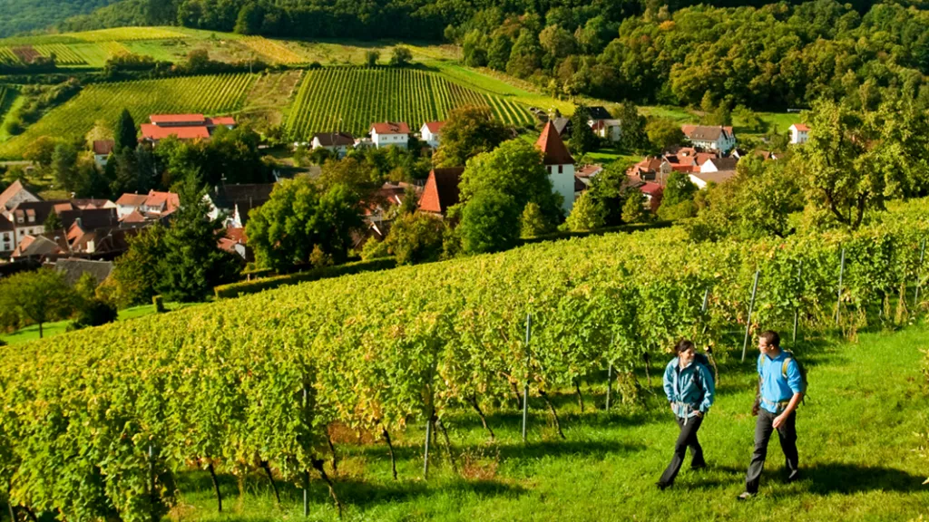 Weinreisen in der Pfalz - Weinsteig bei Leinsweiler