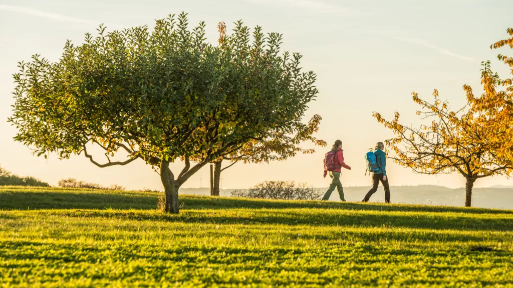 Wandern in der Pfalz