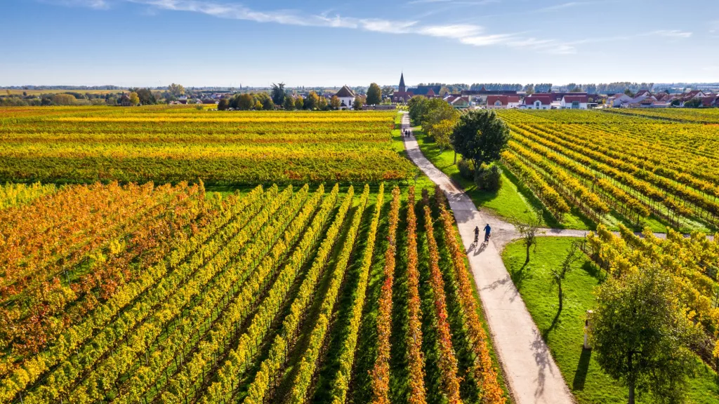 Herbstliches Rebenmeer 