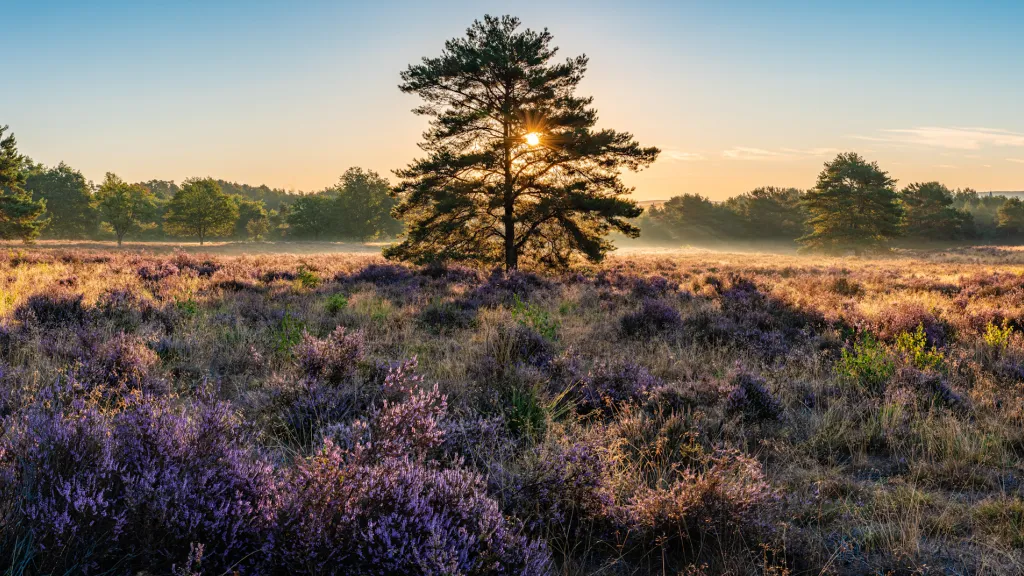 Mehlinger Heide zur Blütezeit