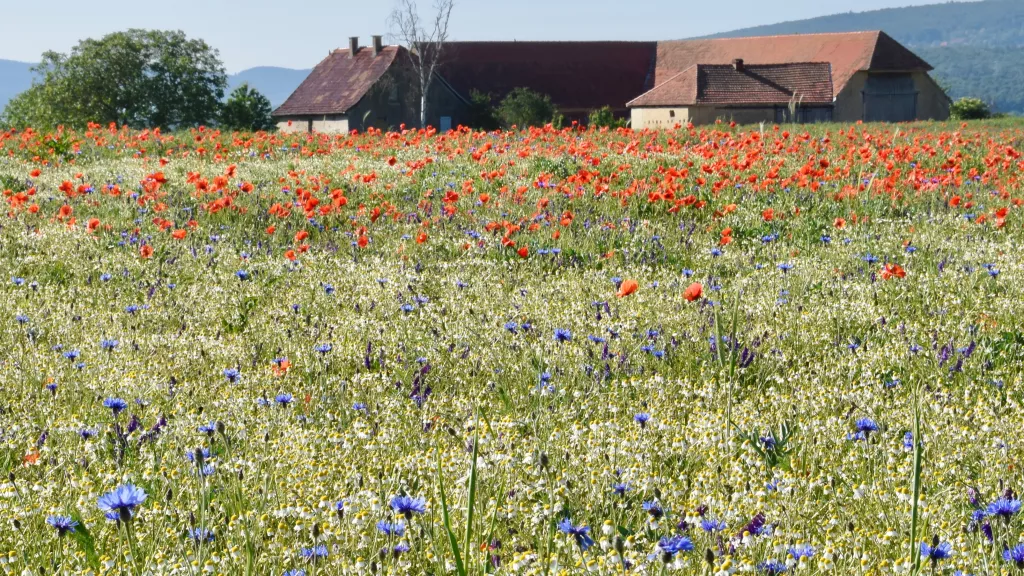 Blumenwiese vor einem alten Bauernhof auf Etappe 5 des Pfälzer Höhenwegs