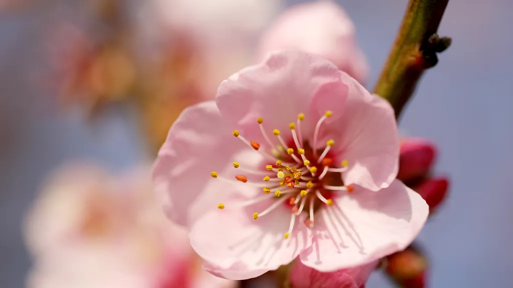 Nahaufnahme Mandelblüte