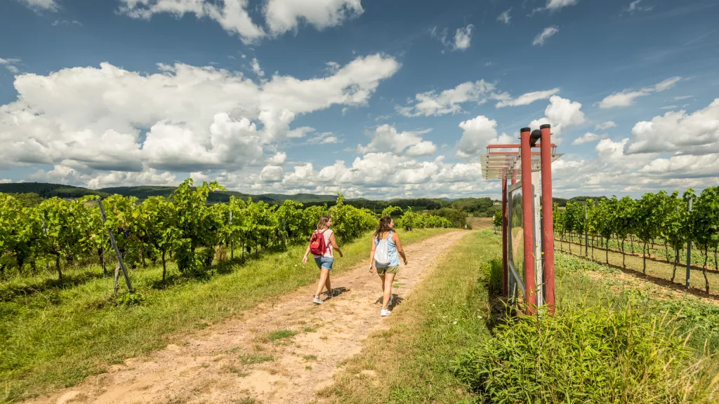 Wandern im Rebenmeer