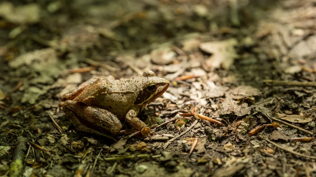 Frosch im Wald