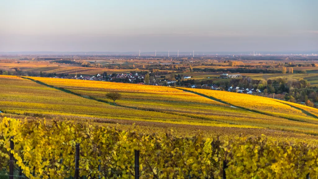 Weinberge Kleine Kalmit