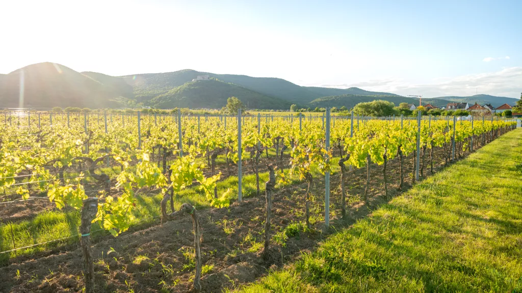 Weinberge Neustadt