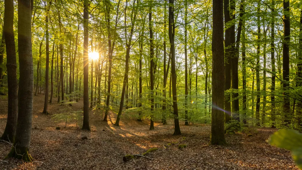 Pfälzerwald bei Kaiserslautern