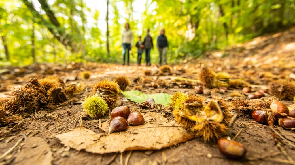 Kastanien Erlebnis Weg