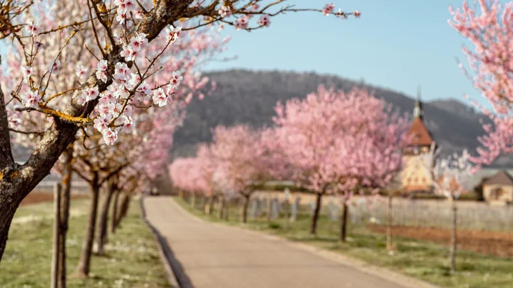 Mandelblüte bei Siebeldingen