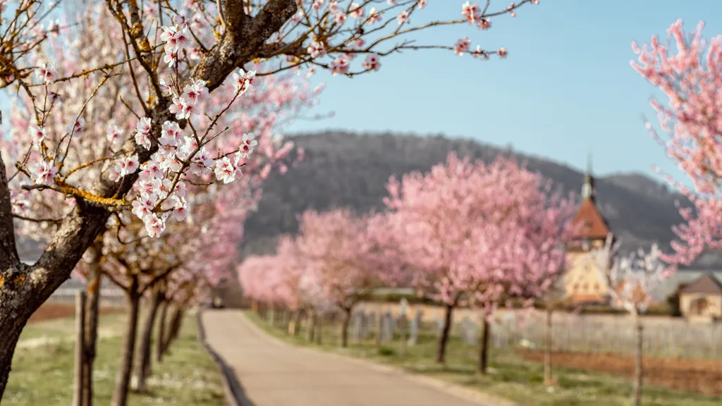 Mandelblüte bei Siebeldingen
