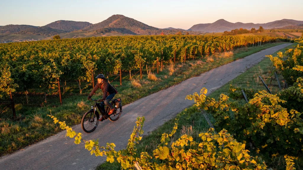 Mit dem Fahrrad durch das Rebenmeer im goldenen Glanz