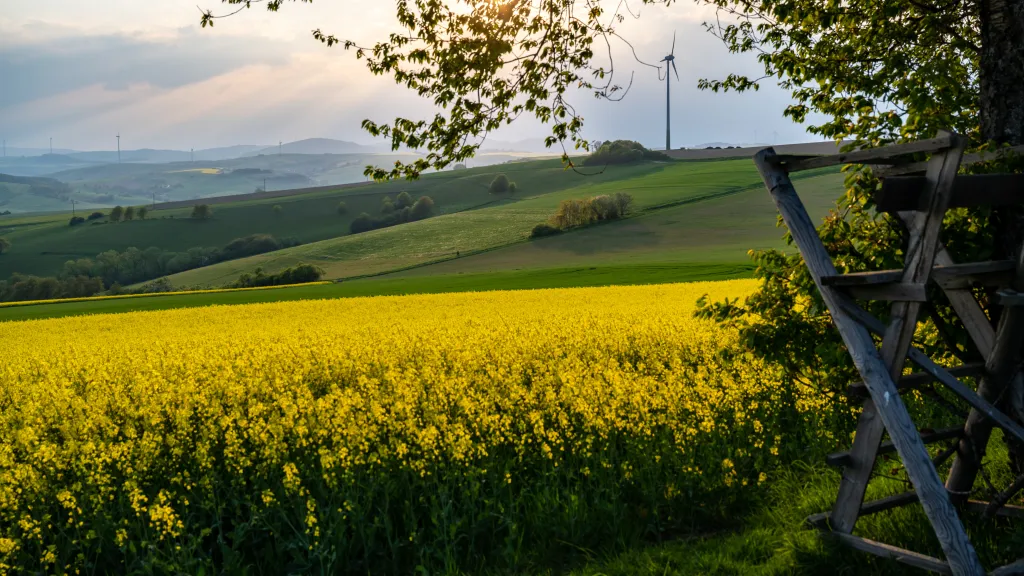 Rapsblüte in der "Alten Welt"