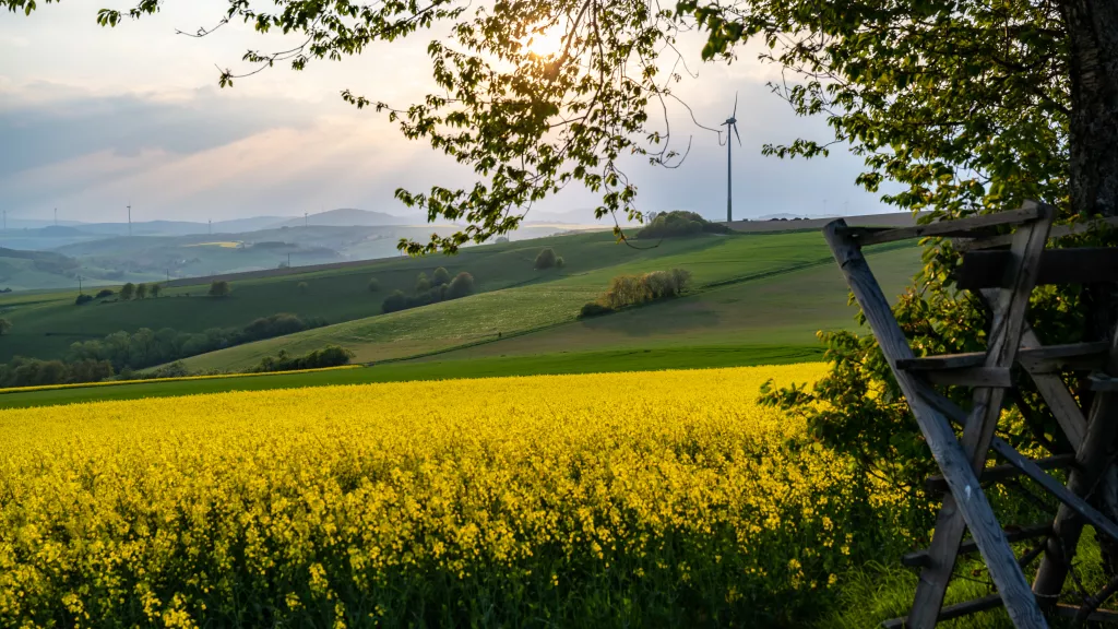 Rapsblüte in der "Alten Welt"