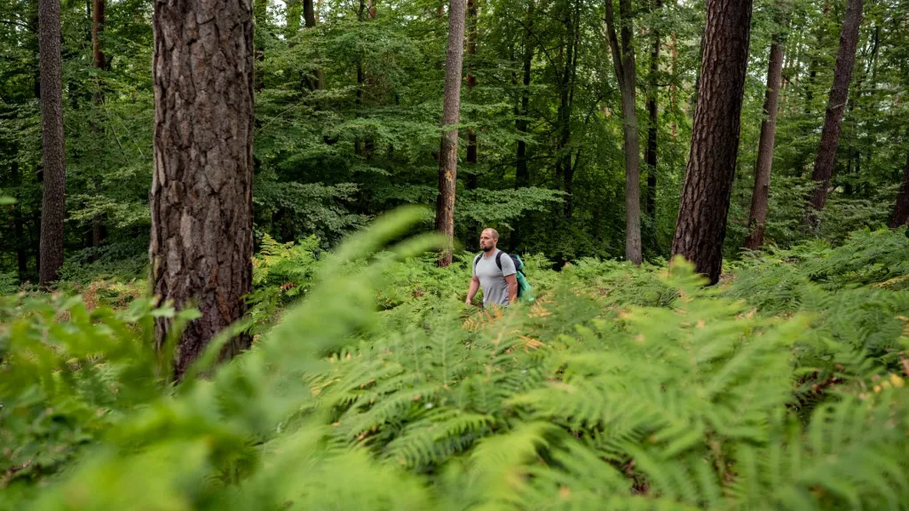 Wanderer auf dem Leininger Klosterweg im Pfälzerwald