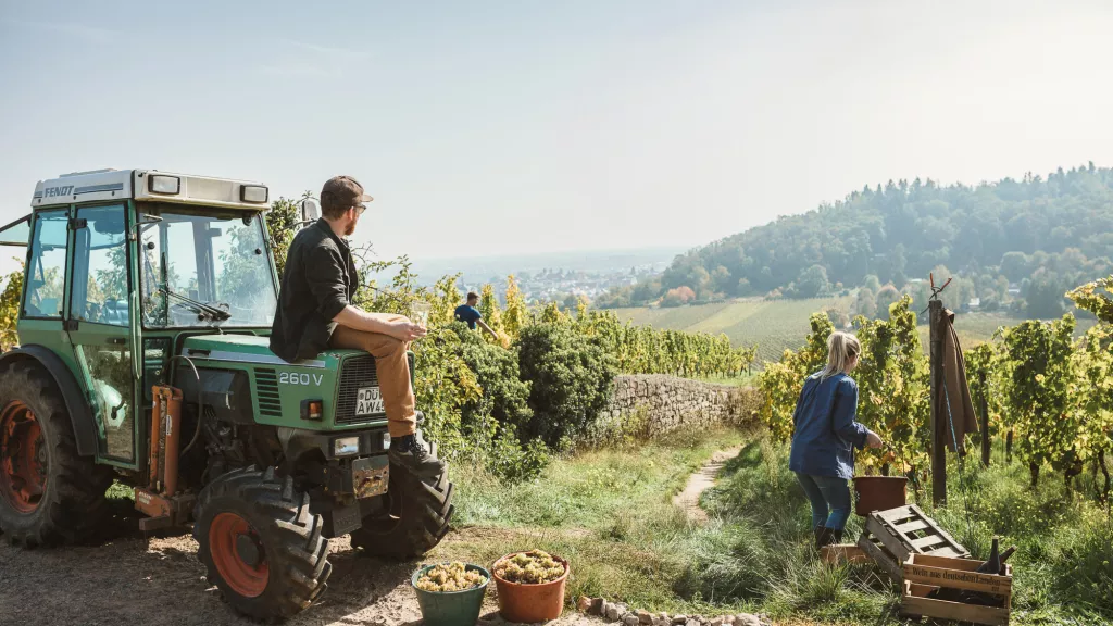 Pfälzer Wein genießen