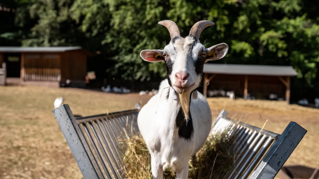 Streichelzoo im Wild- und Wanderpark in Silz