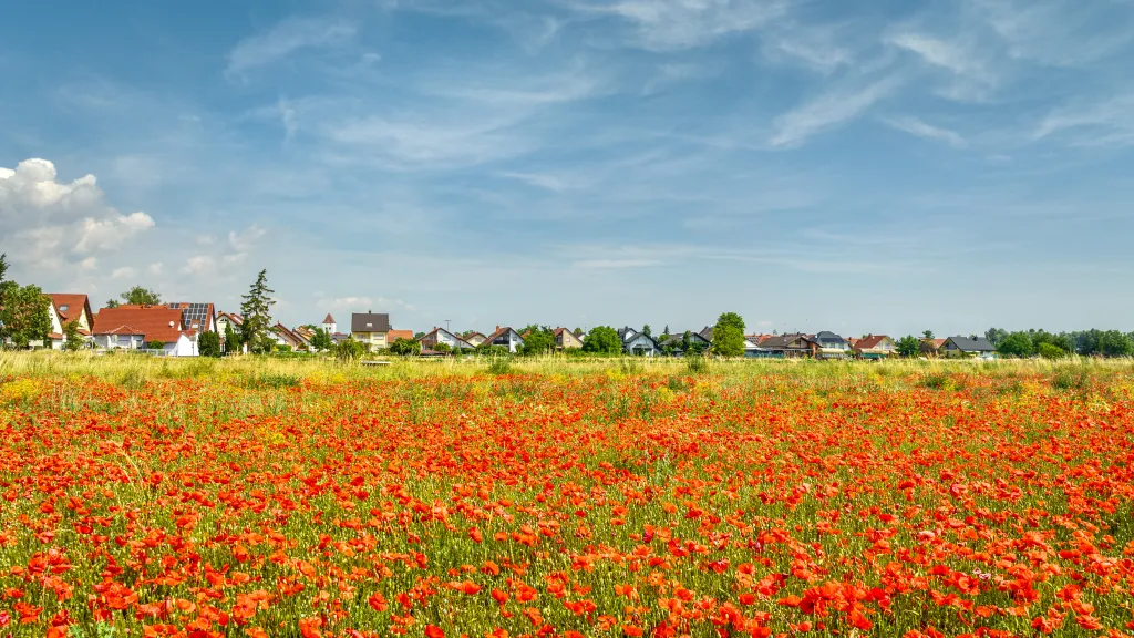 Die blühenden Mohnblumenwiese bei Niederkirchen
