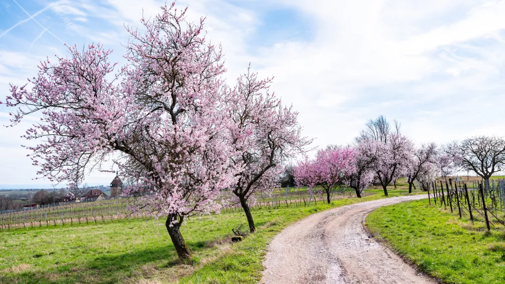 Mandelblüte am Geilweilerhof