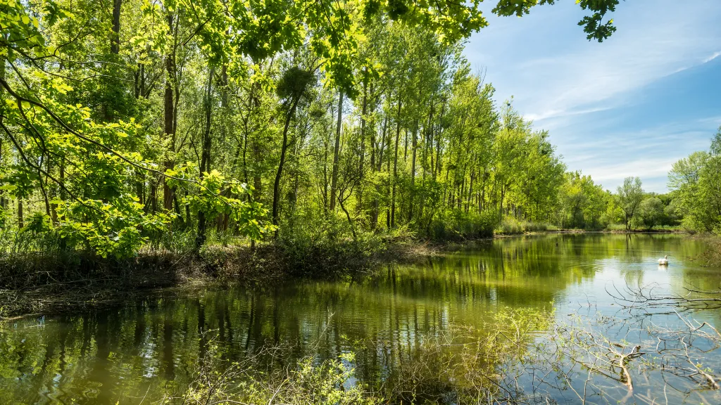 Altrhein am Treidlerweg bei Hördt mit schwimmendem Schwan