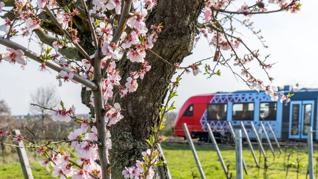 Mit der Bahn die Pfälzer Mandelblüte erkunden