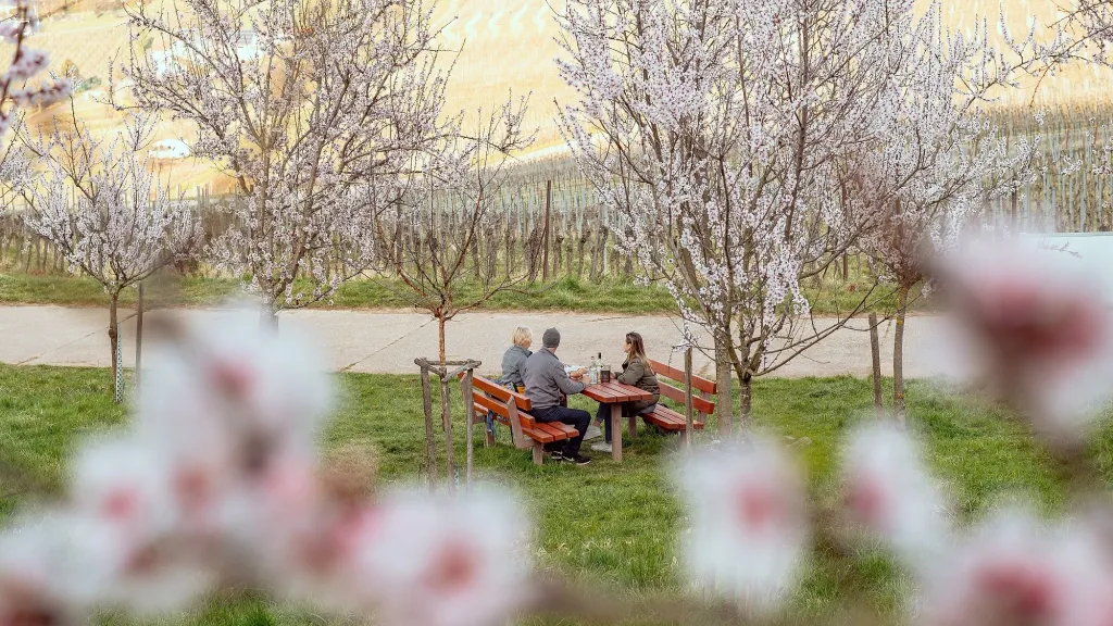 Ein gemütliches Picknick umgeben von Mandelbäumen in voller Blüte.