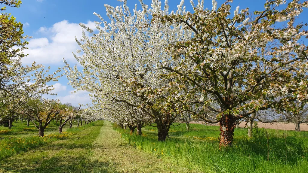 blühende Obstbäume 